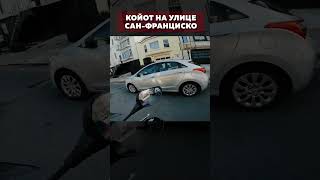 Волк Бегает По Сан-Франциско 🇺🇸 #Shorts #Доставкаедывсша