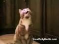 Video Divertenti Gatti che parlano