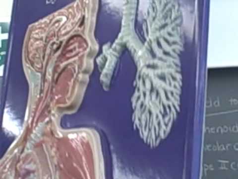 Mammalian Respiratory System. Respiratory System ID 2