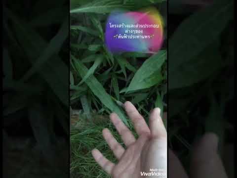 โครงสร้างใบของดอกฟ้าประทานพร💜🌿