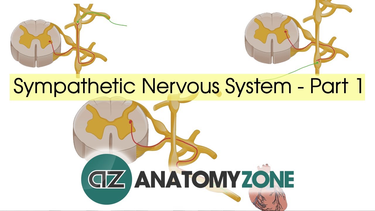 Sympathetic Nervous System Anatomy - Part 1 - YouTube