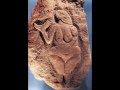 Heart of the Goddess