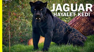 Jaguar: Hayalet Kedi | Ormanın Gerçek Kralı
