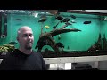 cichlid