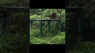 Male Orangutan Feeding Platform.