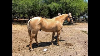 RANCHOLAROSA. MATTDILLON DUNITNICE, SEMENTAL RANCHOLAROSA#CUARTODEMILLA