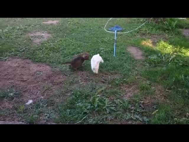 Cat Gets Destroyed While Playing Tag With A Bunny - Video