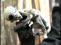 'Baby' Alien found by farmer in Mexico - DNA tests and scans baffles scientists
