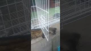 Si Wulanku Ada Yg Nyuri. Semoga Yg Ambil Diberi Hidayah Sebaik Mungkin