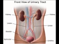 kidney