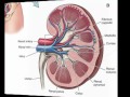 kidney