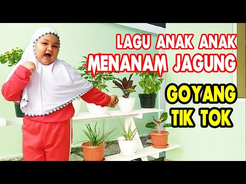 Lagu Anak Anak  Menanam Jagung | Lirik  dan Gerakan Tik Tok