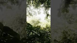 FPV IN MALDIVES | THROUGH THE TREES