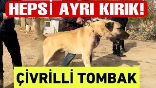 Burada Normal Köpek Yok