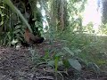 image Ayam Hutan Pikat Betina 24