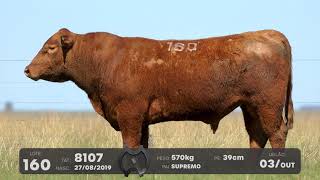 LOTE 160 - TOUROS ANGUS - LEILÃO SÃO BIBIANO 2021