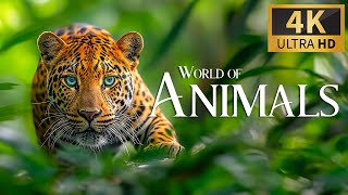 World Of Animals 4K 🐾 Discovery Relaxation Film With Calm Relaxing Music & Nature Video