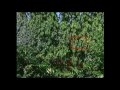 Chaos Theory Documentary