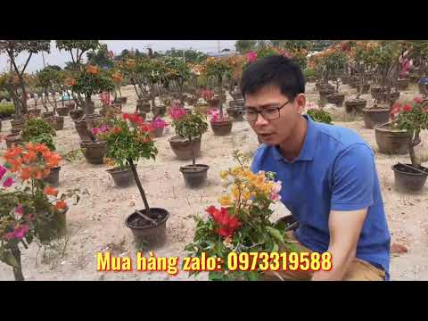 Tìm hiểu về hoa giấy ngũ sắc 5 màu thái