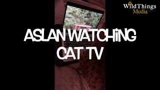 Aslan the Cat Watching Cat TV (funny ending)