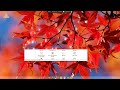 Apt-Fast Download Accelerator - Script - Ubuntu 9.10