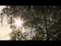 Från skog till färdigt hus