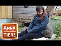 Warum der Wombat Würfel kackt| Reportage für Kinder | Anna und die wilden Tiere