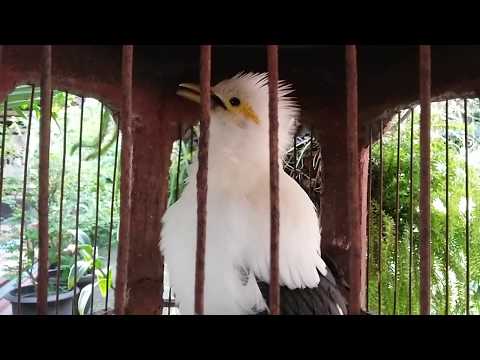VIDEO : video suara burung jalak putih jinak - burung jalak putihjinak. ...