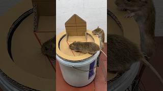 Great Homemade Mouse Trap Idea Using A Plastic Bucket #Rattrap #Rat #Mousetrap #Shorts