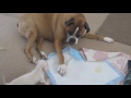 IMPOSSIBLE NOT TO LAUGH - The funniest DOG & PUPPY videos!