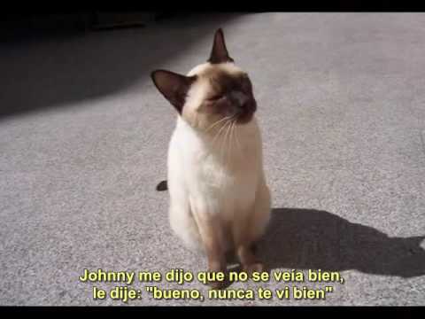Jackass Video