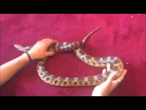 Serpiente maicera, Alicante o Cincuante