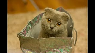 Oh!! Funny Cats Playing The Foolish