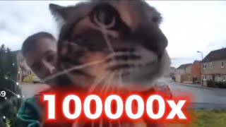 кот мяукает в камеру 1x, 2x, 5x, 10x, 1000000x