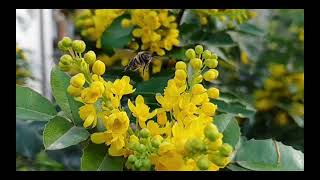 World Bee Day 2022 | जागतिक मधुमक्षिका दिन २०२२ | Pruthvi Molachi Foundation