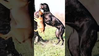 Cane Corso 16 Months Plays With Patterdale Terrier
