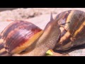 snails