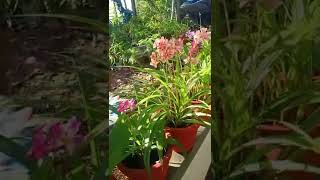 Groud Orchid