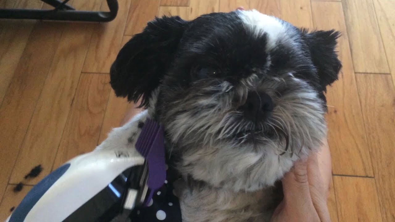one eyed shih tzu merf the one eyed shih tzu gets a haircut one eyed shih tzu merf the one eyed shih tzu gets a haircut