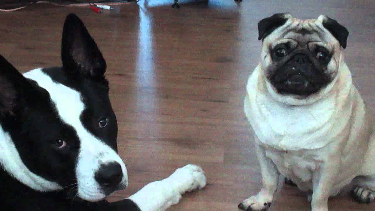 akita pug mix pug and akita mix bram en bullkita gijsje dus akita pug mix pug and akita mix bram en bullkita gijsje dus