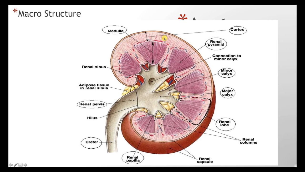 Kidney Anatomy Histology - YouTube