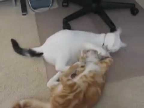 Funny cats fighting, very cute middot; UFC (ultimate fighting cats) funny pictures of cats fighting. Funny cats fighting, very cute middot; UFC (ultimate fighting cats)