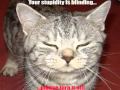 Very Funny Cats 63 Video