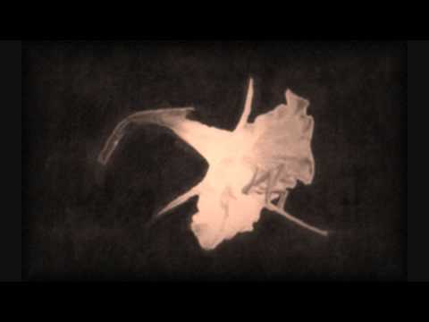 Moribund Town Video