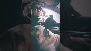 Pet Lover