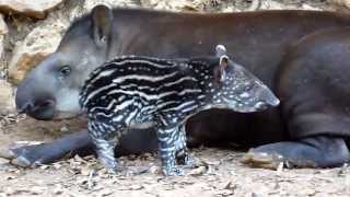 True Facts About The Tapir