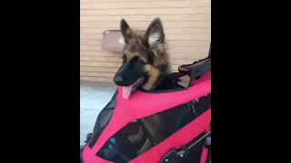 Watching Funny Animals Compilation | Funniest Animals 2020 #47