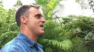 The Golden Cane Palm