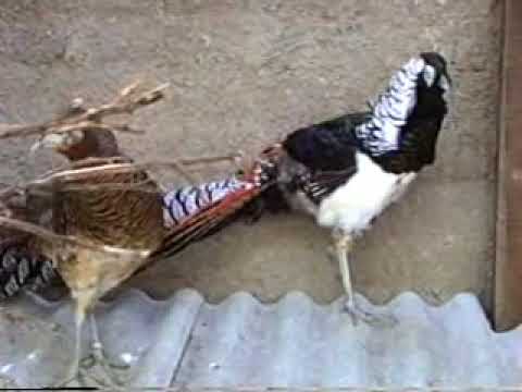 Faisan Lady Amherst Pheasant - Faisão - Borin Produções