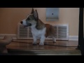Toby - Pembroke Welsh Corgi(aka Dandy Dog)